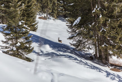 Winterwandern Kartitsch © TVB Osttirol / Berg im Bild OG